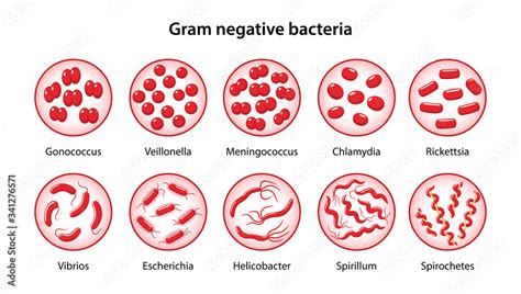 chlamydia bacteria gram stain